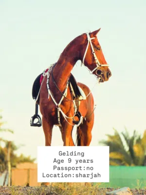 Gelding horse  Good for pleasure riding . no passport