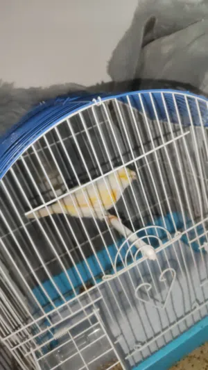 كنار افراخ للبيع وفي انثا اكبيرا جاهزا الفرخ 80ول انثا 100