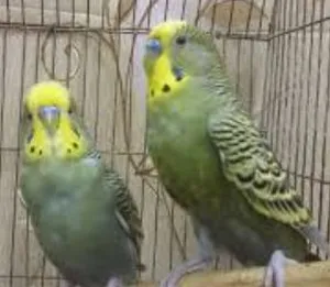 Birds3