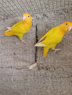 3 كوبيات اورنج