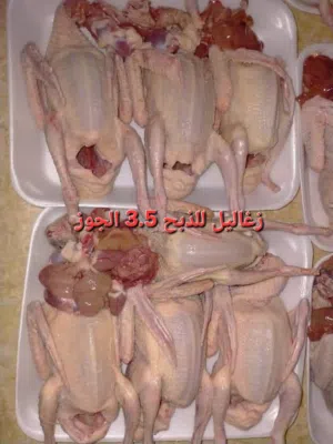 زغاليل و ديوك عدد 4 بسعر 50 دينار في عمان جاوا