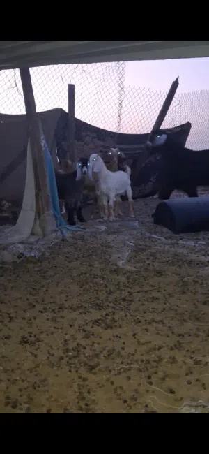 تيوس عوارض طيبه