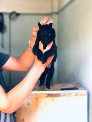 Maltese1