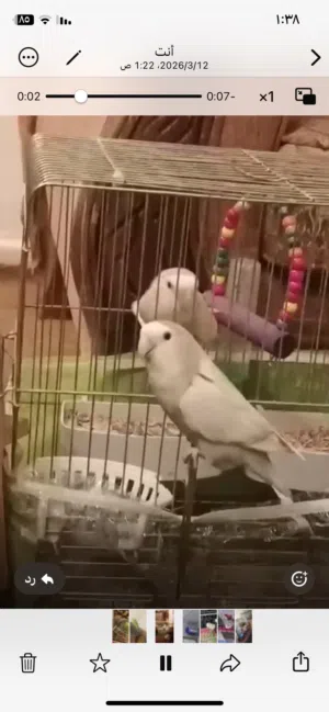 مشاءالله تبارك الرحمن جوز روز نادر من ألونه شغال ميه في الميه