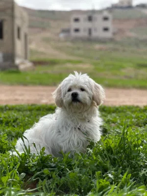 كلب مالتيز زينة