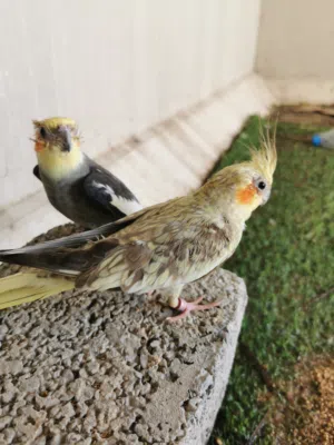 طيور ببغاء كوكتيل للبيع بصحه ممتازه جدا الرجاء التواصل واتس للطلب