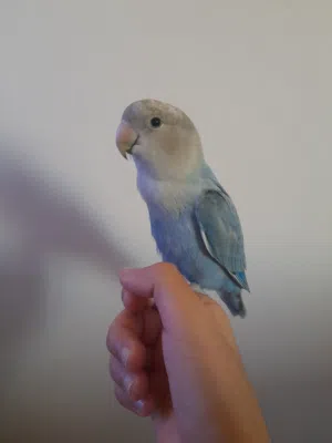 عصفور روز لي البيع اليف وههد داخلي   ومعاه القفص