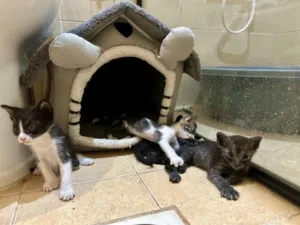 Kittens for adoption