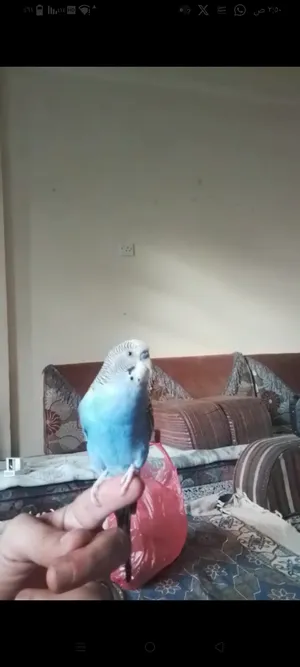 بادجي متكلم بفصاااحه اكثر من عشرين كلمه وقابل يتعلم كم ما تريد من كلمات ذكي جدا جدا جدا