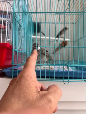 بلبل عربي خط ابيض