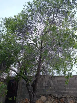 بيت مستقل للبيع