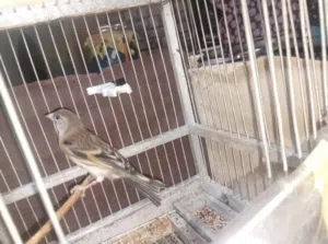 متاح بندوق حسون