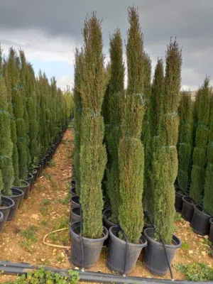 سرو عامودي و جولد ستار و لايلندي و زنزلخت شماسي و سيكس نخل ملوكي