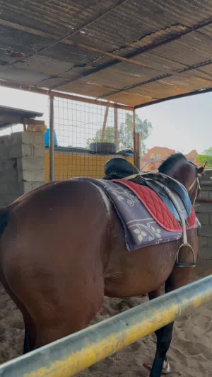 حصان ماشاءالله احمر ربي يبارك