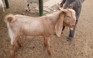 GOAT for sale