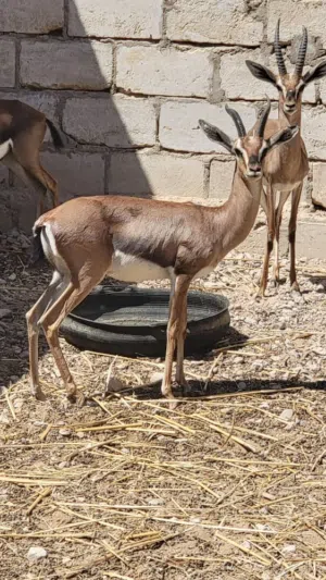 غزلان بلدي