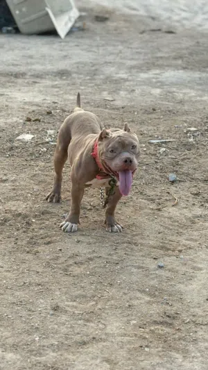 American bully
