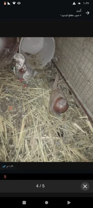 الحمدالله الحمدالله