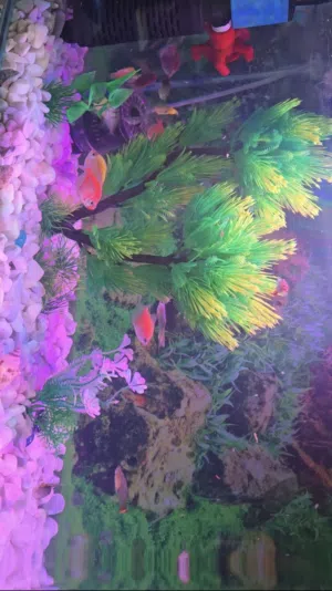 حوض سمك كامل للبيع جاهز مع الأسماك