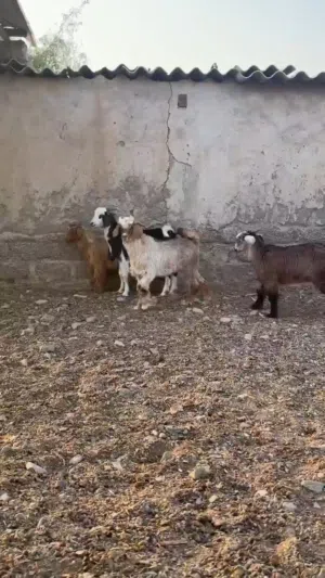 أغنام البيع