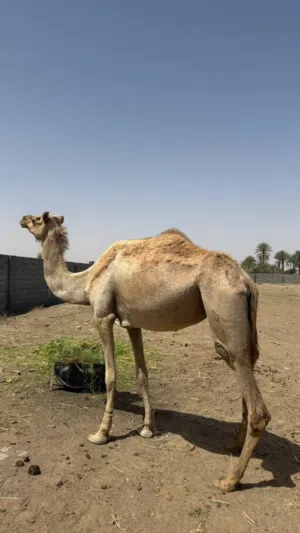مدني للبيع