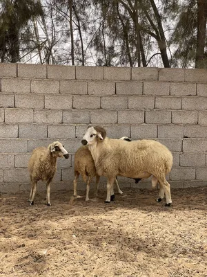 Sheep0