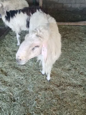 خروف حري العمر سنة وفوق