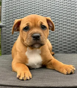 Staffordshire Bull Terrier Puppy for Sale Healthy & Vaccinated