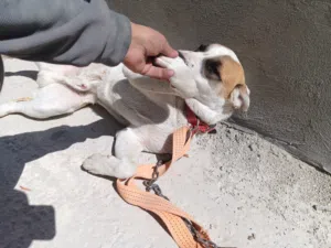 كلب نفس شكل البيتبول بس الحجم أكبر