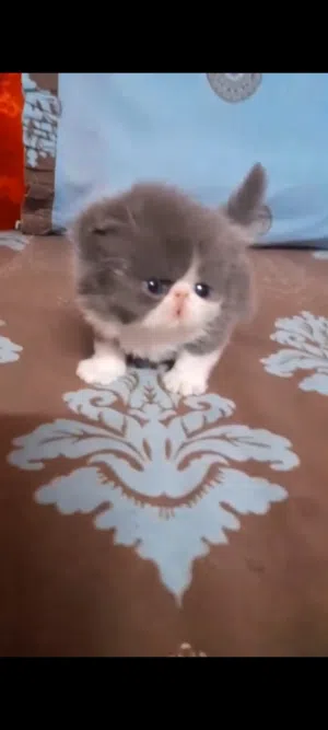 متاح قط فان بسم الله ماشاءالله