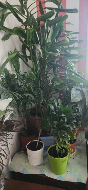 indoor plants for 2 KD each.. and small 1 kd