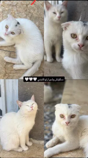 قطط للتبني