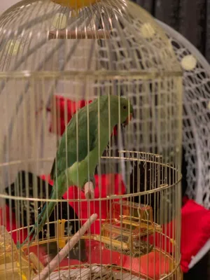 ببغاء الدرة اليف جدا Al-Durra parrot is very expensive