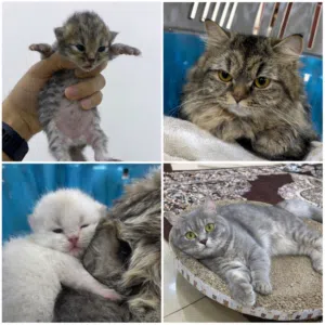 للتبني 4 قطط منهم اثنين عمرهم اسبوعين