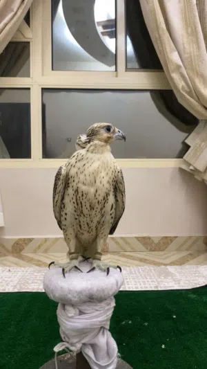طير جير شاهين