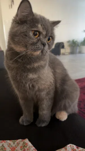 قطه سكوتش ستريت مميزه لإنتاج طفرات قطط الوان مميزه القطه بيور من اب فولد وام برتش سعرها رخيص جدا 45