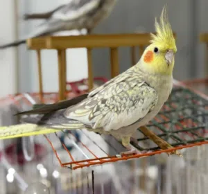 أنثى إيزابيل مروضه