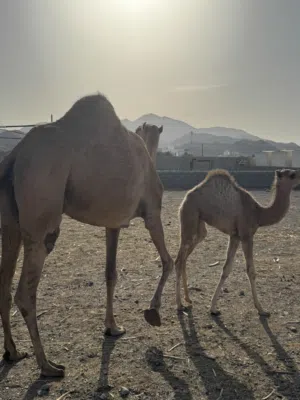 بوش  للبيع