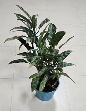 Healthy, Mature Aglaonema 'Maria' (Chinese Evergreen) Houseplant with Blue Pot