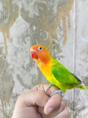 متاح غندوره فيشر كرين اي ونج مفطوم