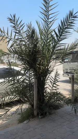 تآخذ الحبتين ب500