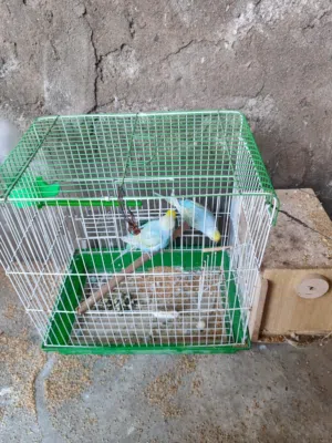 طيور حب للبيع