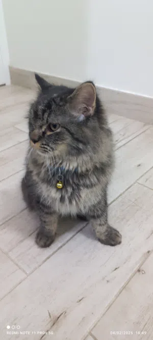 قط شيرازي ذكر لبيع أو سقب