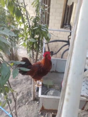 دجاج للبيع