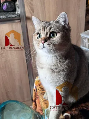 ذكر سكوتش استريت