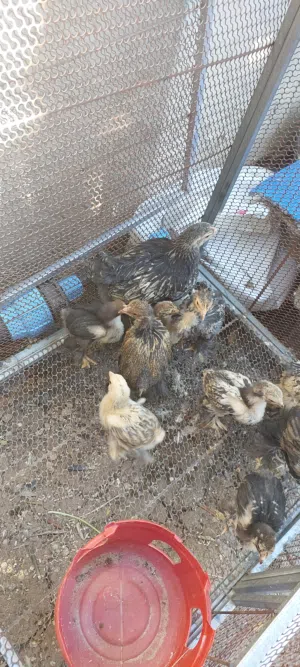 متاح صوص براهما