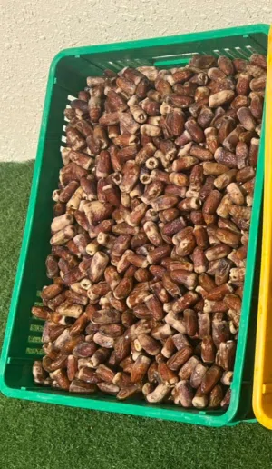 سح نغال نظيف