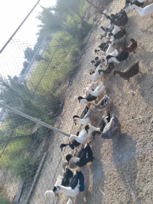 بط بلدي طبيعي