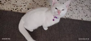 بسينة أنغورا تركي