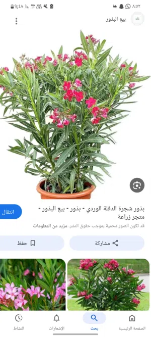 شتلات الحبن او الدفلة  وانواع اخرى في الصور متحمل حرارة وبرودة للزينه
